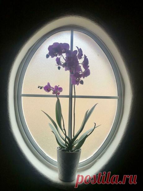 Самые невероятные растения планеты