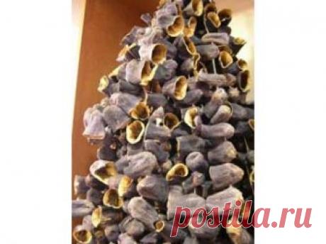 Сушка баклажанов в домашних условиях » Сушка пищевых продуктов