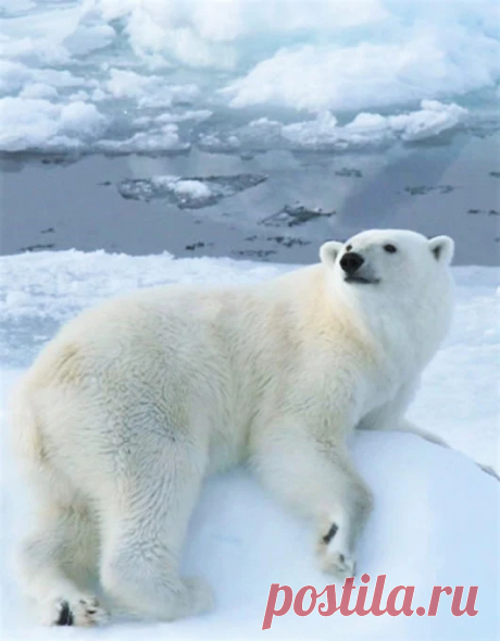 Мишка косолапый / cute bear – Google+