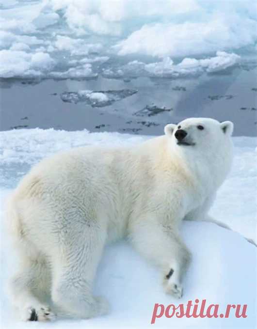 Мишка косолапый / cute bear – Google+