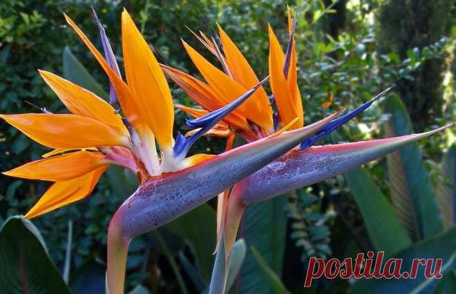 Комнатные растения и цветы - талисманы для знаков Зодиака - Отраженье ясных звезд в темной воде...(БГ) — LiveJournal