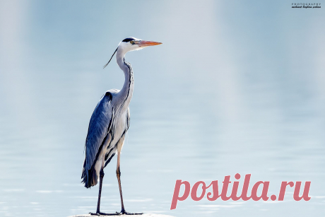 YouExif - Gri balıkçıl, Grey heron, Ardea cinerea