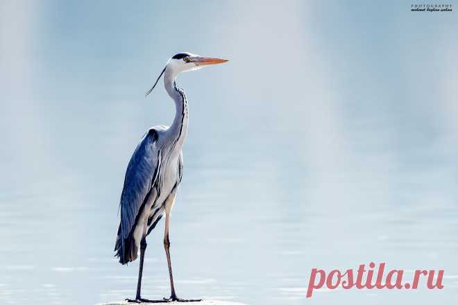 YouExif - Gri balıkçıl, Grey heron, Ardea cinerea