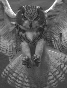 With their huge eyes and abundant feathers, owls just have a look that we love.