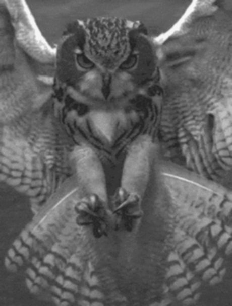 With their huge eyes and abundant feathers, owls just have a look that we love.