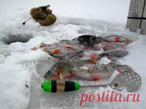 О некоторых наблюдениях во время зимнего блеснения | НА РЫБАЛКУ !!!!