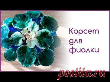 Корсет для фиалки