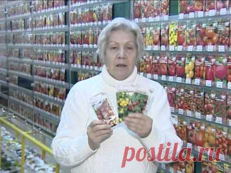 Советы тети Тани. Томаты черри.