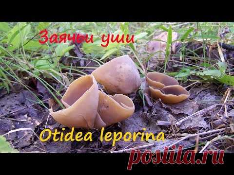 Заячьи уши-- малоизвестный съедобный гриб.