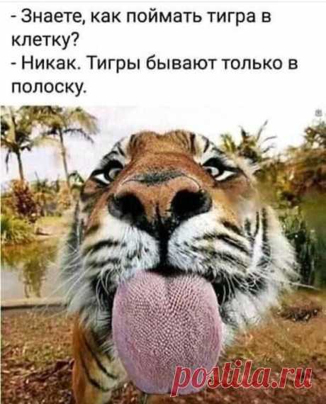 ТРЯМ всех! Сегодня празднуют и отмечают:• Международный день защиты детей - 96 лет• Всемирный день родителей• День Северного флота ВМФ РФ - 88 лет• День военно-транспортно | Весёлые картинки #54…