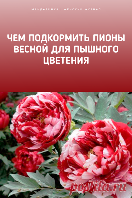 Чем подкормить пионы весной для пышного цветения