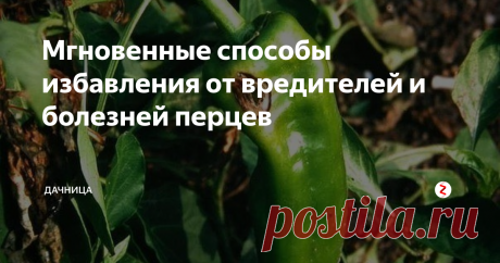 Мгновенные способы избавления от вредителей и болезней перцев Существует много способов для борьбы с вредителями и болезнями болгарского перца. Я являюсь сторонницей народных методов, но иногда использую и химию.
Борьба с вредителями:
- Тля. Разводим стакан древесной золы в 10 л. горячей воды. Настаиваем сутки. Процеживаем и вливаем 1 ст. лож. жидкого мыла. Опрыскиваем растения в утреннее время.
- Паутинный клещ. Смешиваем 1 ст. измельченного лука, 1 ст. лож