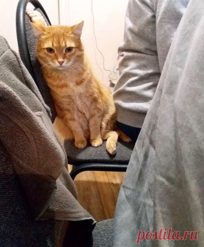 Смешные кото-фотки: видит око👁, смеётся рот😸 | Мой обожаемый кот | Яндекс Дзен