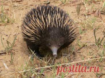 Как ехидны научились спасаться от смертельной для них австралийской жары / Флора и фауна / iXBT Live