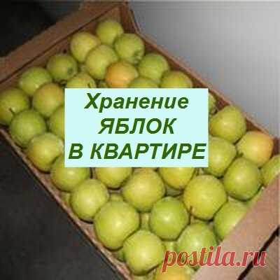 Хранение яблок зимой в квартире | Дачный клуб | Яндекс Дзен