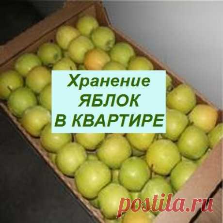 Хранение яблок зимой в квартире | Дачный клуб | Яндекс Дзен