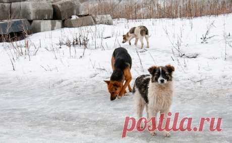 Мэр Магадана поручил подготовить поправки об усыплении бродячих животных. Мэр Магадана Юрий Гришан поручил правовому управлению муниципалитета подготовить поправки в региональный закон, разрешающие усыпление опасных бродячих животных.