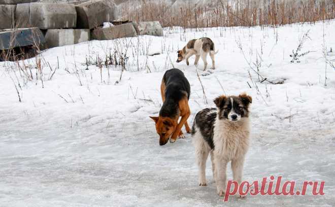 Мэр Магадана поручил подготовить поправки об усыплении бродячих животных. Мэр Магадана Юрий Гришан поручил правовому управлению муниципалитета подготовить поправки в региональный закон, разрешающие усыпление опасных бродячих животных.