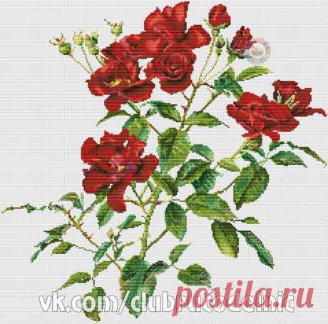 Красные розы