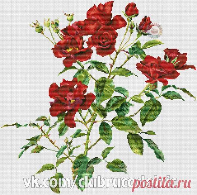Красные розы