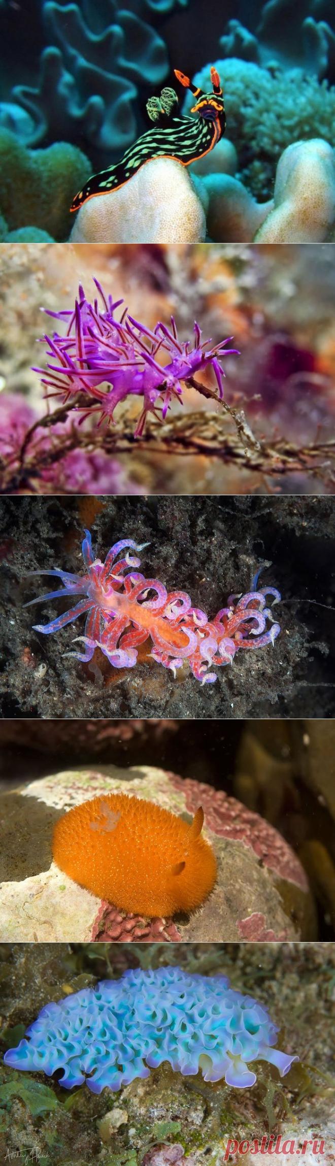 Морские обитатели как произведение искусства природы