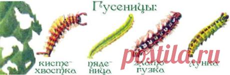 Меры борьбы с болезнями и вредителями роз. |