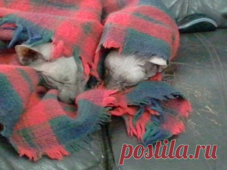 спят усталые котята, детки спят....