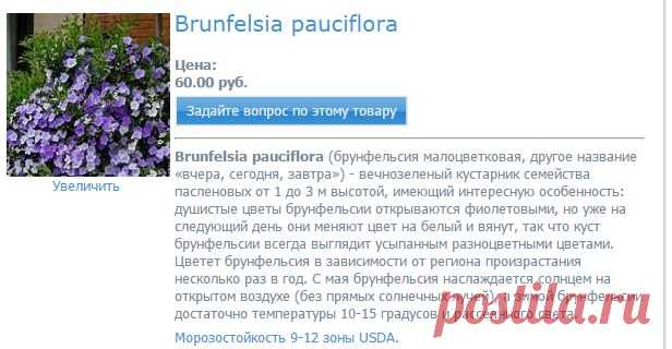 Brunfelsia pauciflora - Интернет-магазин семян "Каудекс" - Адениум в Самаре