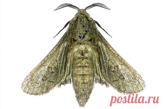 Вредитель: как избавиться от моли раз и навсегда? Появление моли всегда вызывает настоящую панику у хозяйки жилища. Ладно, испорченные крупы, но если моль съест любимую шубу, которую бережно хранят в шкафу?
Нужно срочно принимать решительные меры, чт…