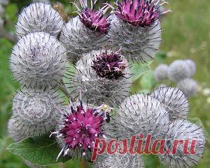 Репейное масло для ногтей