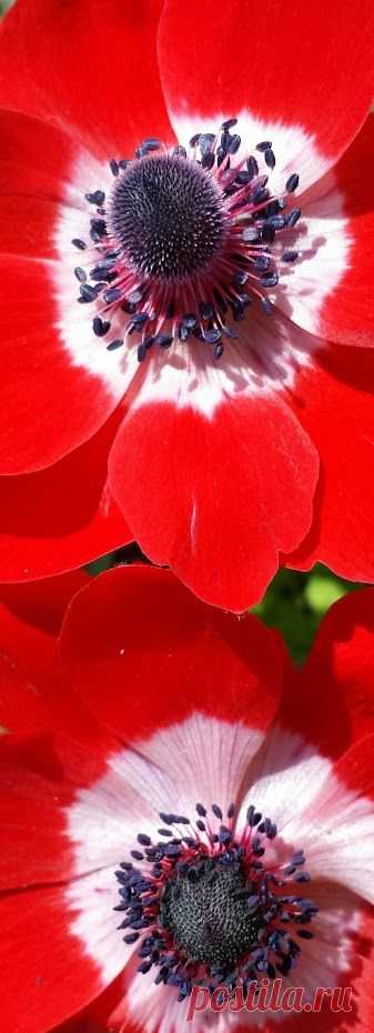 Pinterest