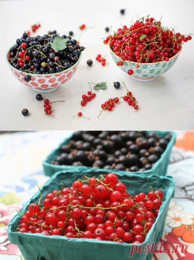 Готовим вино из смородины в домашних условиях