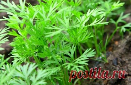 Быстрые всходы моркови — гарантированы! Только прочти…
Как известно, семена моркови туговсхожие: они содержат эфирные масла, которые препятствуют движению влаги к зародышу. Это и задерживает прорастание семян. Как ускорить этот процесс?
Несколько лет…