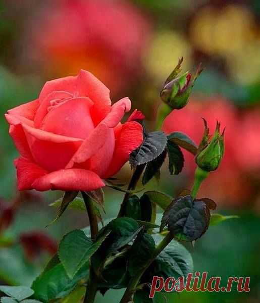 (5) Facebook