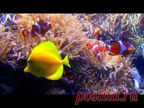 Aquarium with Natural Wave Sounds 60mins &quot;Sleep Sounds&quot; - YouTube