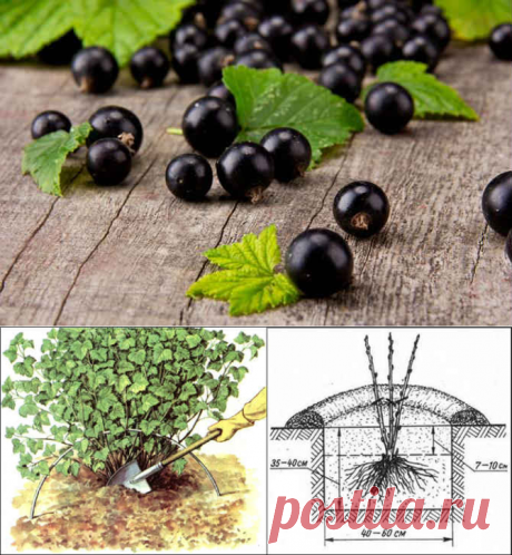 Черная смородина посадка и уход. Почва для посадки, размножение