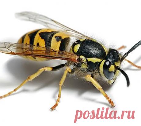 Яд осы способен убить раковые клетки, не затрагивая здоровые