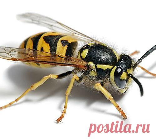 Яд осы способен убить раковые клетки, не затрагивая здоровые