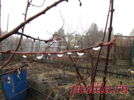 Как я отучила малину по участку гулять