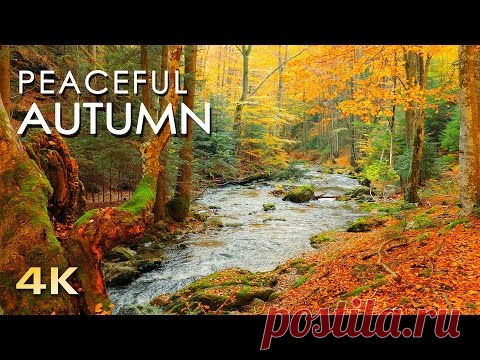 Осень в лесу. Час созерцания