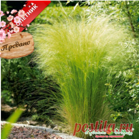 Семена Ковыль Пушистое облако: описание сорта, фото. Купить с доставкой или почтой России.