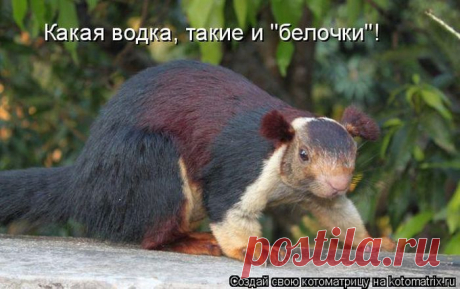 Смешные котоматрицы.