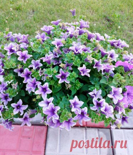 Петуния - хвастаемся цветущими растениями - Страница 17 - Форум цветоводов Фрау Флора