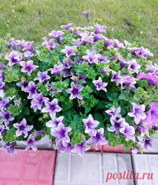 Петуния - хвастаемся цветущими растениями - Страница 17 - Форум цветоводов Фрау Флора