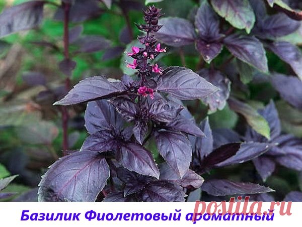 Фото и описание видов и сортов многоликого базилика