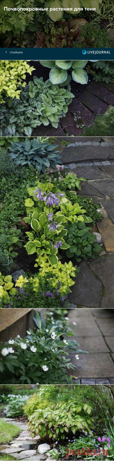 Почвопокровные растения для тени - Home and Garden
