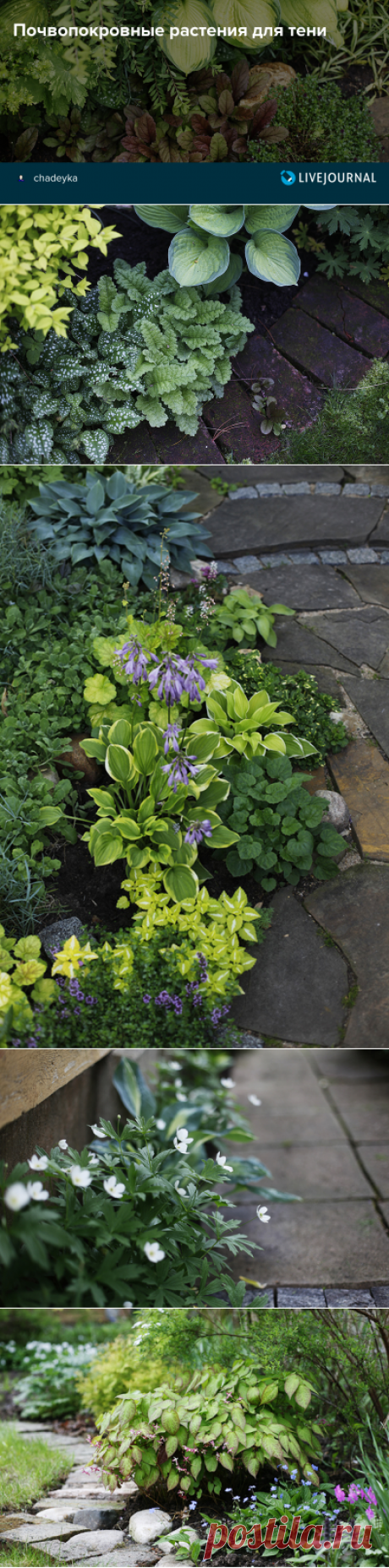 Почвопокровные растения для тени - Home and Garden