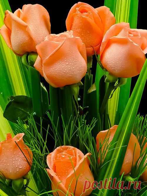 Apricot Roses