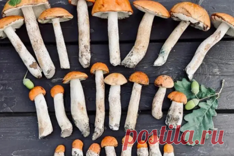 Рецепт вкусных маринованных грибов - Четыре вкуса - Социальная сеть &quot;МТ.RU&quot;