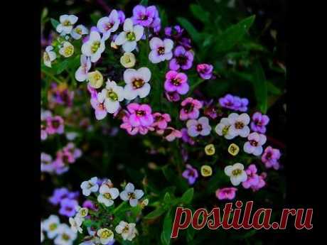 Аллисум или лобулярия. Allisum or lobulyariya